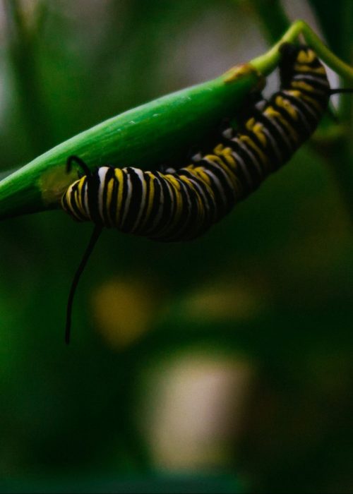 bradley-ziffer-AiiSqRtiXs8-unsplash